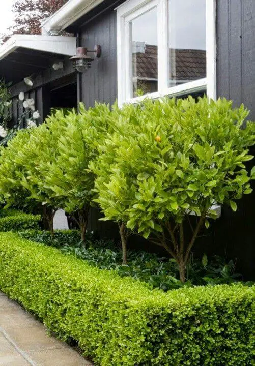 Plan the small front garden designs that will perfectly fit the space you have available in front of your house. For more landscaping, garden, decor… head to betterthathome.com