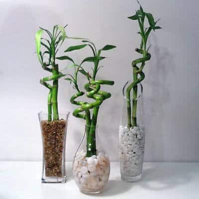 Either you want a small office cubicle plant or a big plant for your office, there must be enough office plants for you to pick from in our gallery. For other ideas go to betterthathome.com