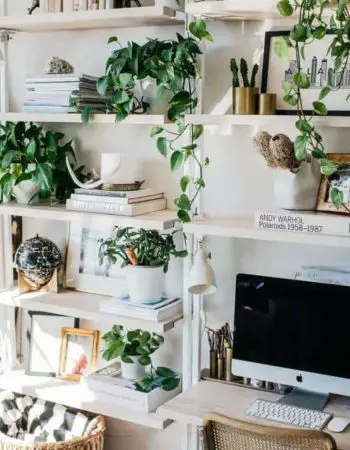 32 Office Plants You’ll want to adopt