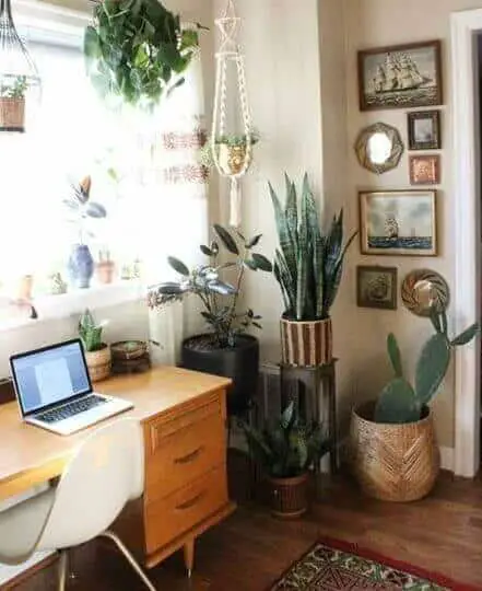 Either you want a small office cubicle plant or a big plant for your office, there must be enough office plants for you to pick from in our gallery. For other ideas go to betterthathome.com