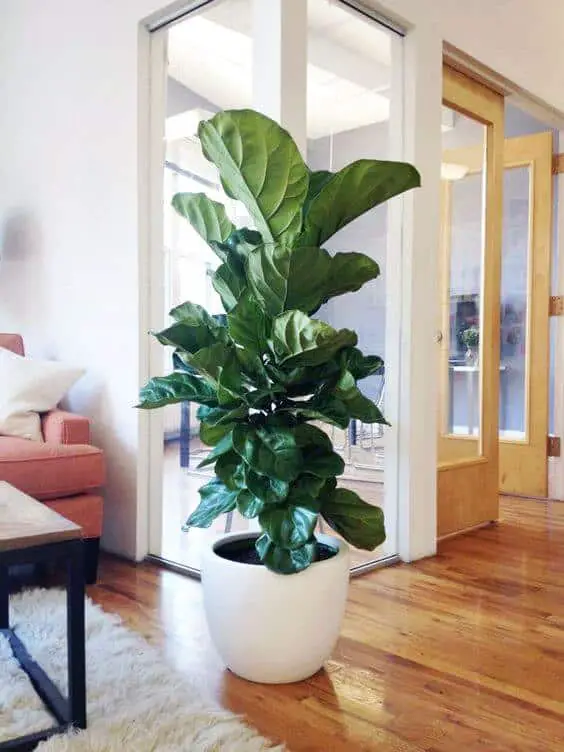 Either you want a small office cubicle plant or a big plant for your office, there must be enough office plants for you to pick from in our gallery. For other ideas go to betterthathome.com