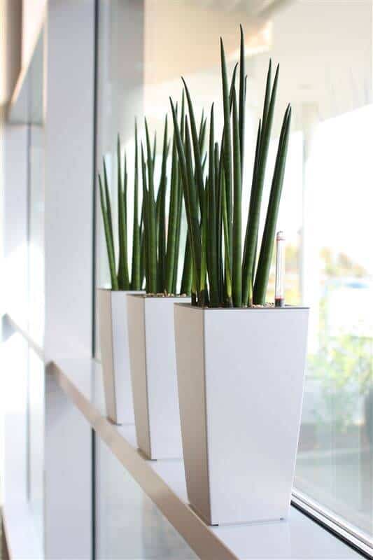 Either you want a small office cubicle plant or a big plant for your office, there must be enough office plants for you to pick from in our gallery. For other ideas go to betterthathome.com