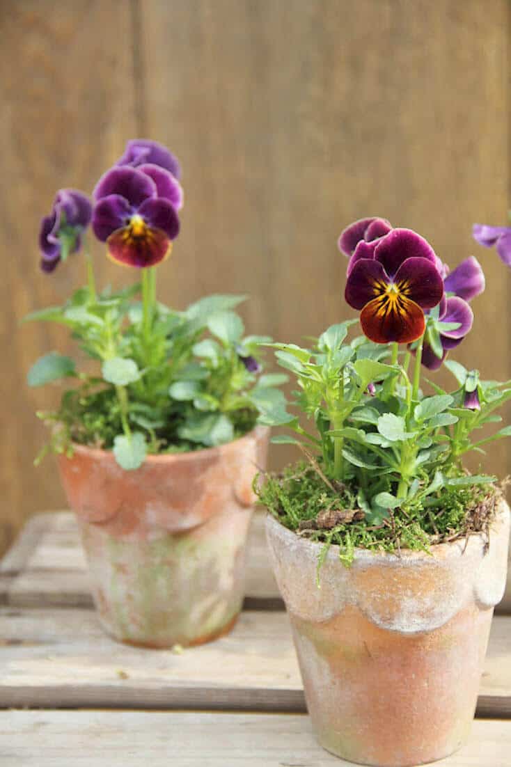 We hope you find the garden pots and containers you came looking for among our ideas.