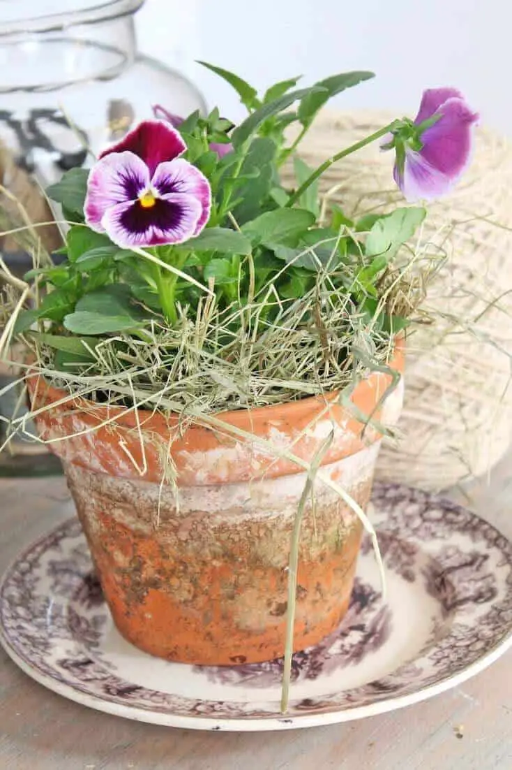 We hope you find the garden pots and containers you came looking for among our ideas.