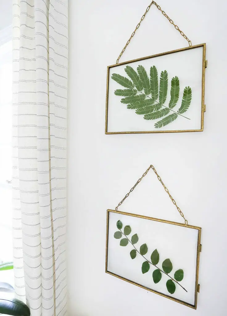 Photo of frames plants on the wall.