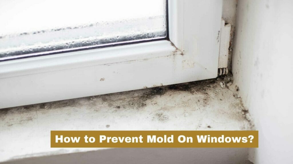 Photo of a window full of mold. How to Prevent Mold On Windows?