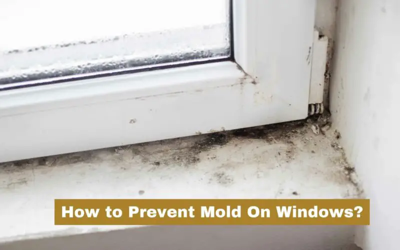 How to Prevent Mold On Windows? 7 Ways To Prevent Mold
