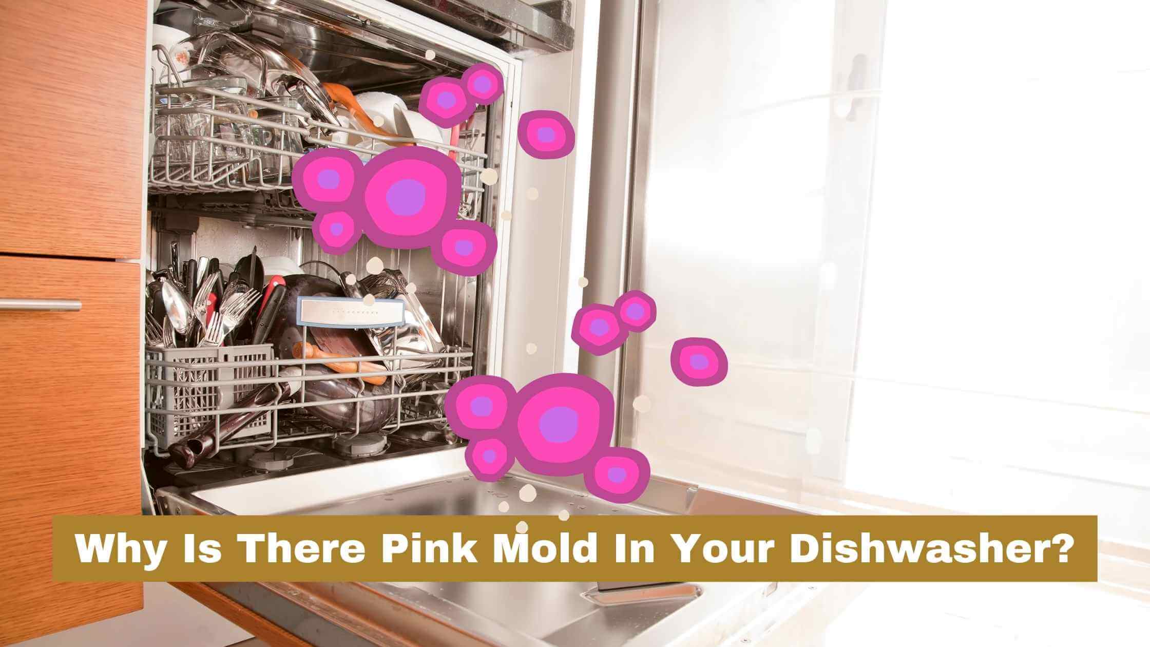 Pink mold in Dishwasher
