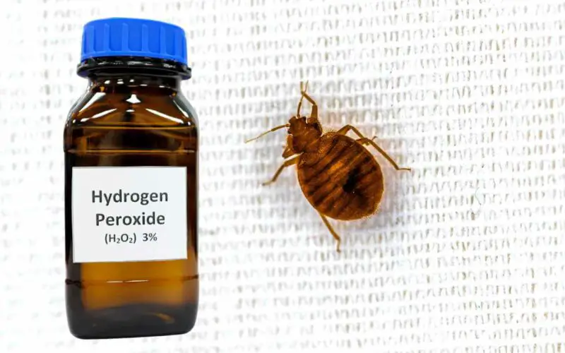 Does Hydrogen Peroxide Kill Bed Bugs?