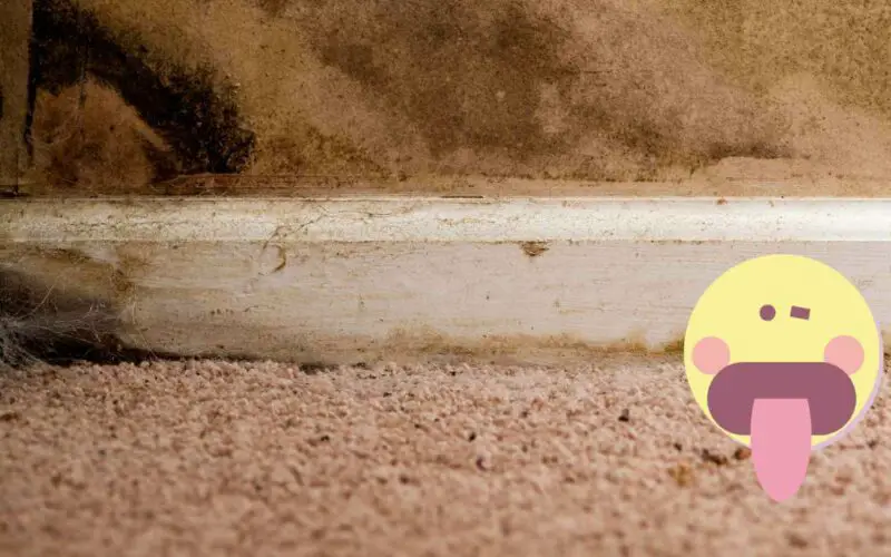 Can Carpet Cleaning Cause Mold? (Explained)