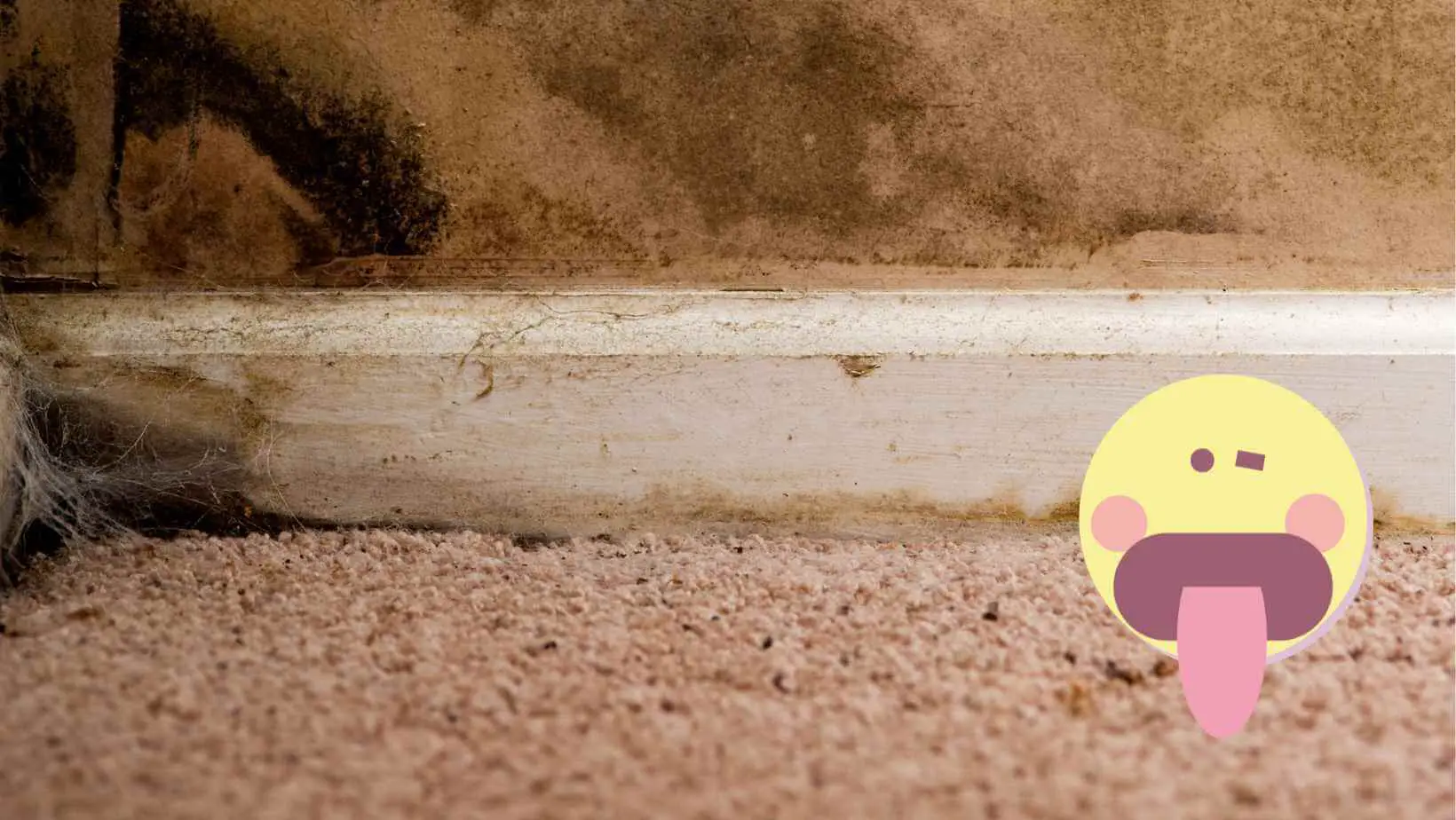 Can Carpet Cleaning Cause Mold