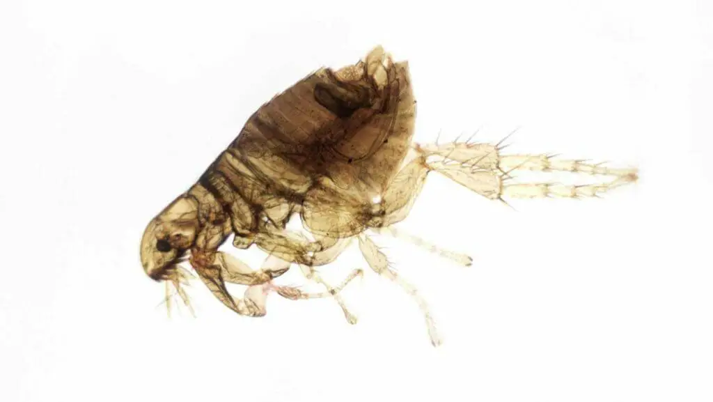 Photo of a flea under the microscope.