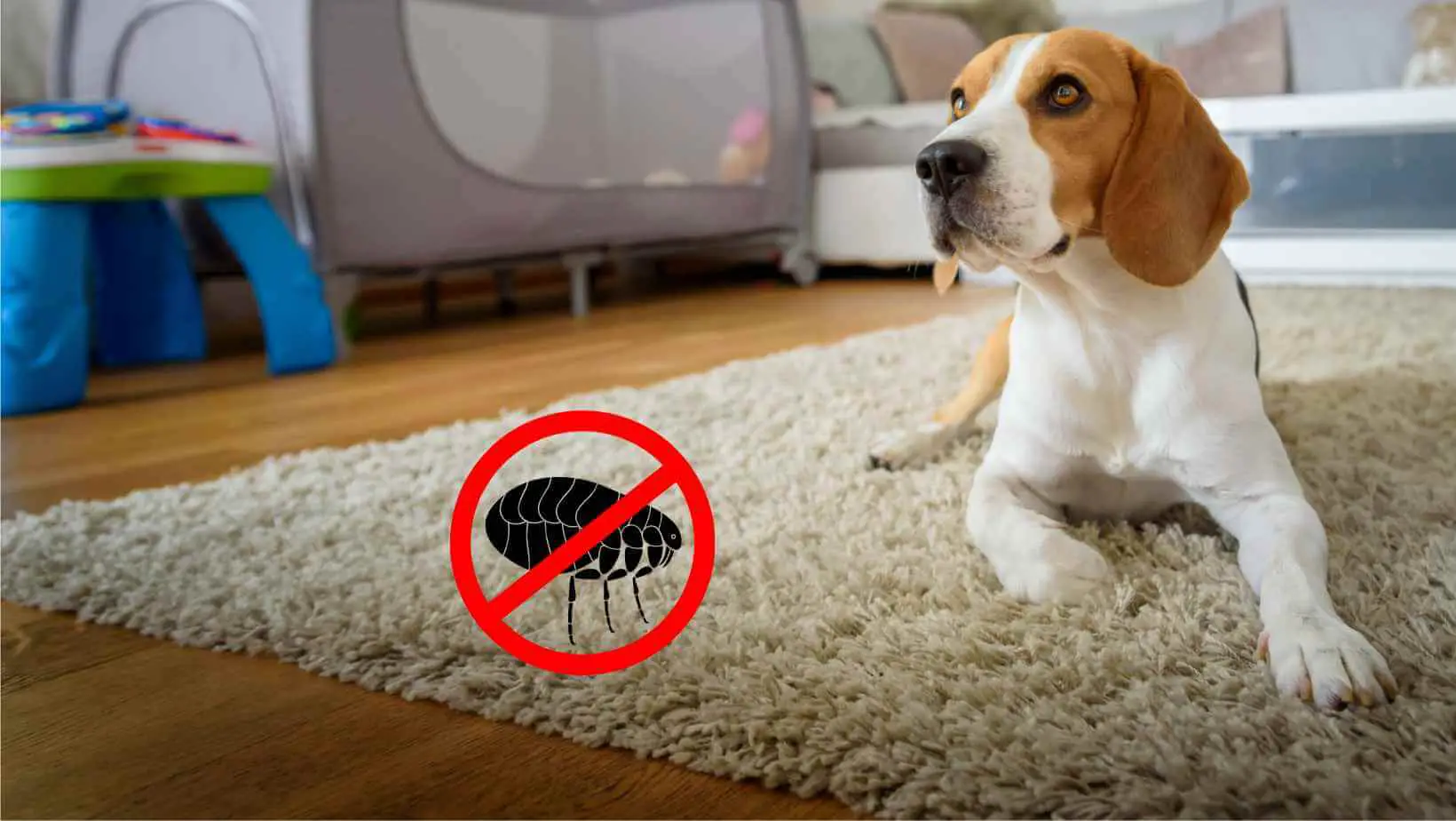 Does Carpet Cleaning Kill Fleas