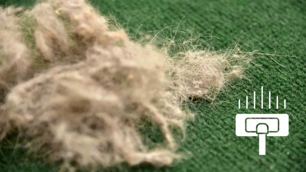 Photo of pet hair in a carpet. Does Carpet Cleaning Remove Pet Hair?