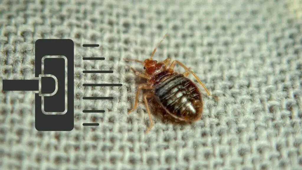 Photo of a bedbug in a carpet with a vacuum cleaner drawing aiming for the bed bug. Will a Carpet Cleaner Kill Bed Bugs?