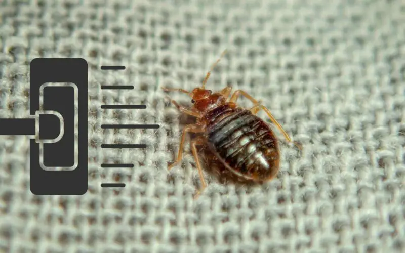 Will a Carpet Cleaner Kill Bed Bugs? Expert Insights and Analysis