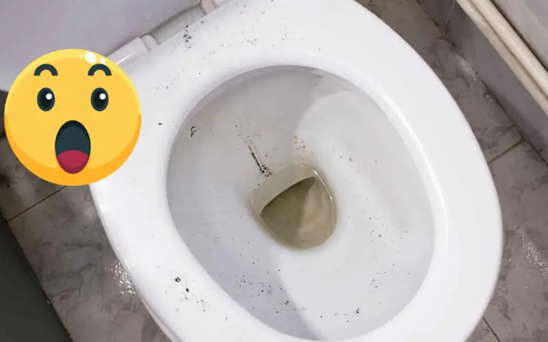 Black Stuff in Toilet After Flushing (Causes and Solutions)