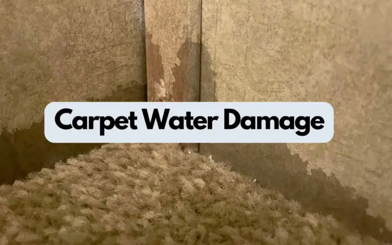 Carpet Water Damage (Causes, Prevention, and Restoration)