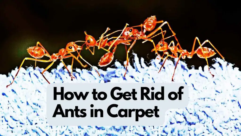 Photo of several ants in a carpet. How to Get Rid of Ants in Carpet.