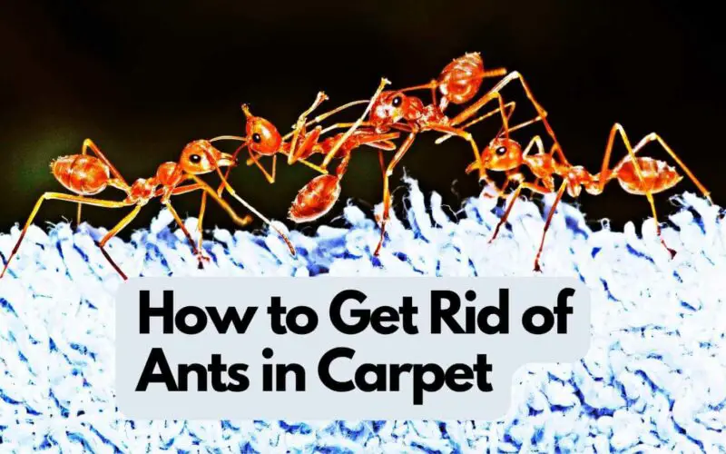 How to Get Rid of Ants in Carpet (Effective Solutions)