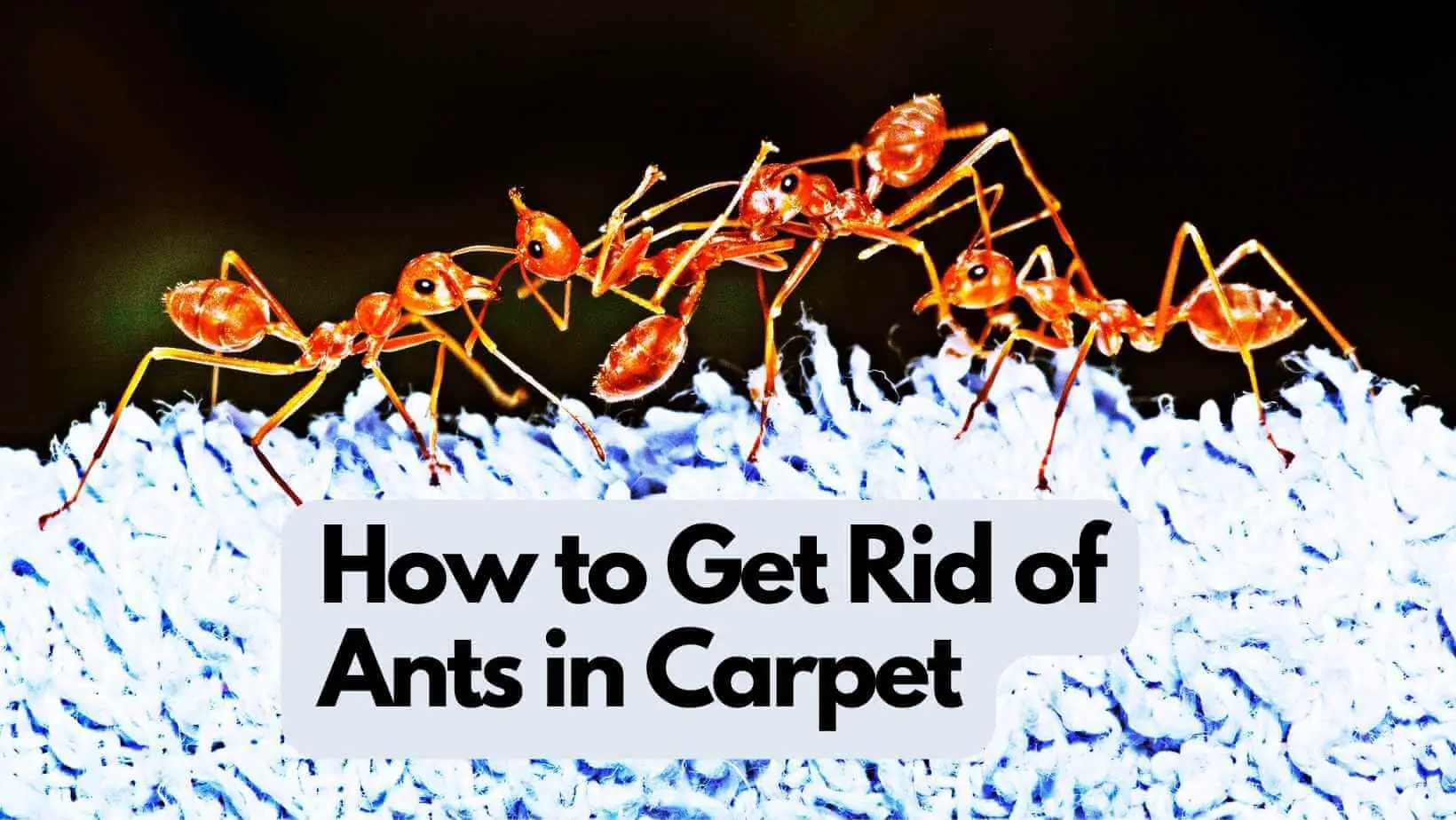 How to Get Rid of Ants in Carpet