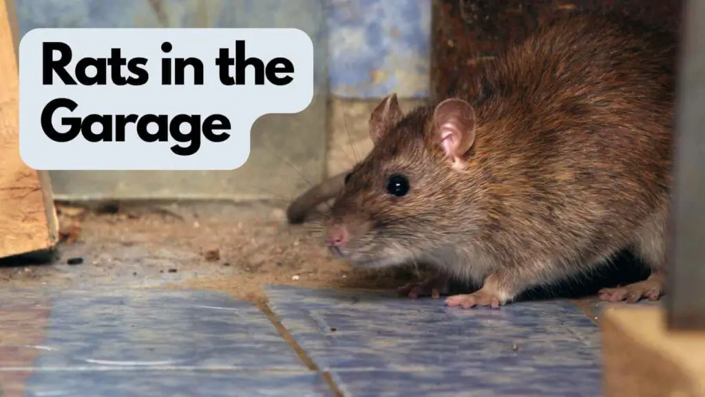 Photo of a rat inside a garage. Rats in the Garage.
