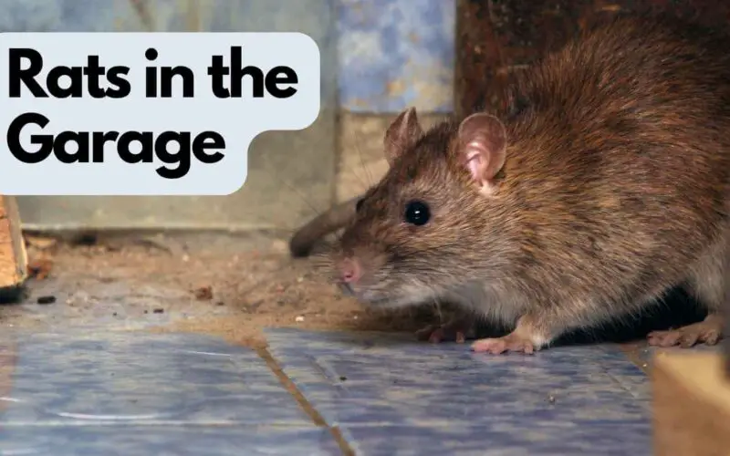 Rats in the Garage (Get Rid of Them Quickly and Effectively)